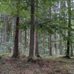 Waldbaden: Warum der Wald dein Nervensystem beruhigt