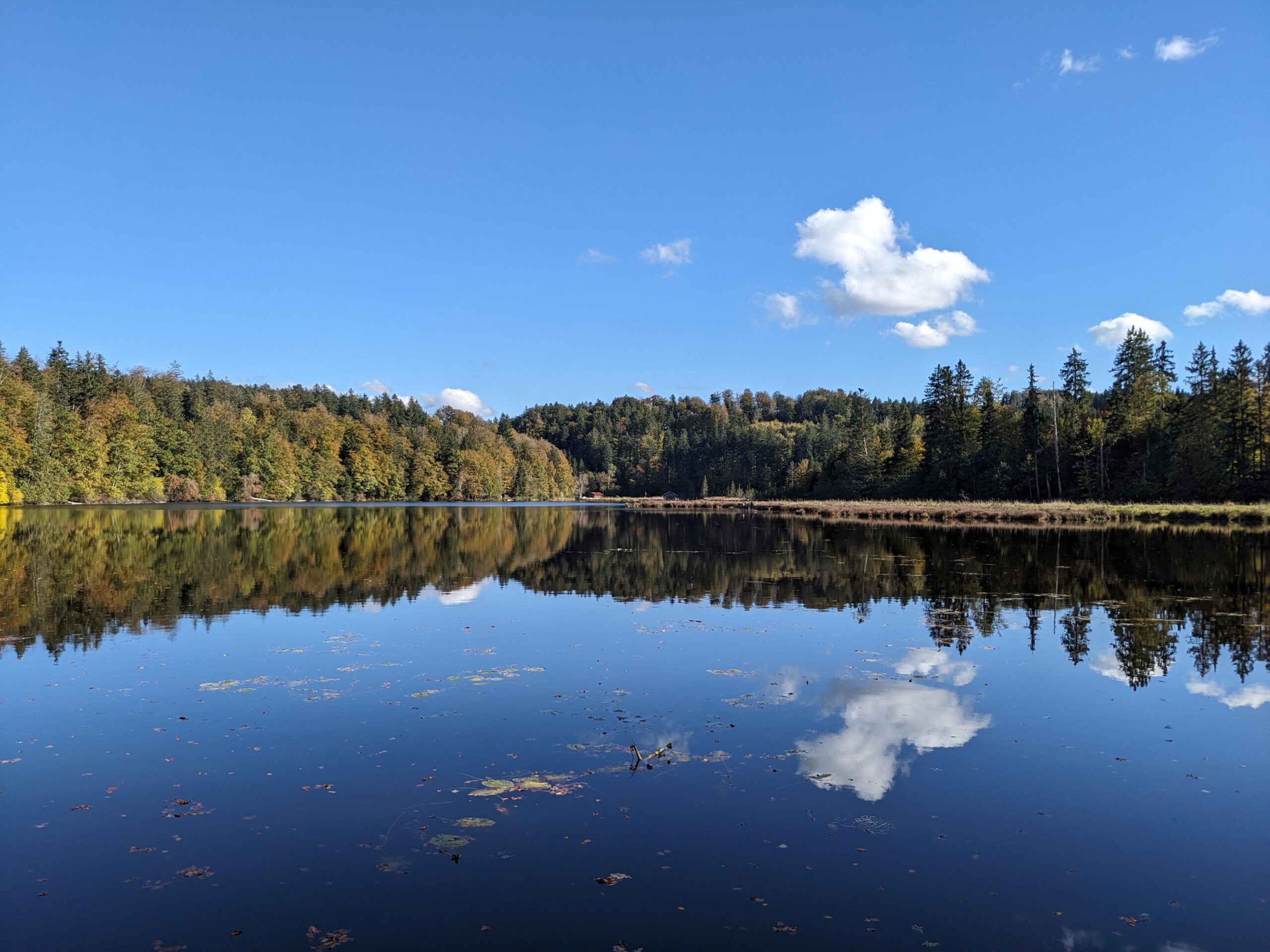Naturraum für das Shinrin Yoku/Waldbaden