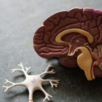 Nervensystem regulieren: Wie es wirklich funktioniert